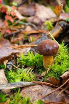 young bay bolete Boletus badius or Xerocomus badius, edible mushroom of Belarus