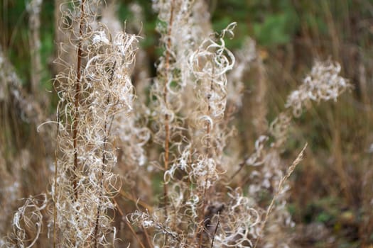 Flowers grass in autumn, blurred bokeh background vintage in brown and white