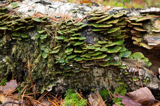 Lenzites betulina known as gilled polypore, birch mazegill or green gill polypore, fungus with medicinal properties from Belarus