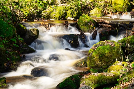 Stream Through Autumn Forest, landscape with flowing water