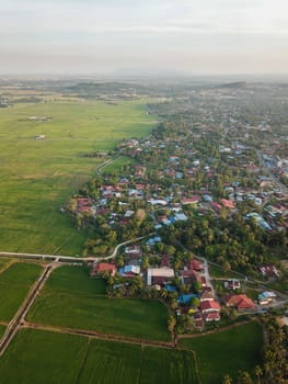 Aerial view scenery golden paddy field in morning.