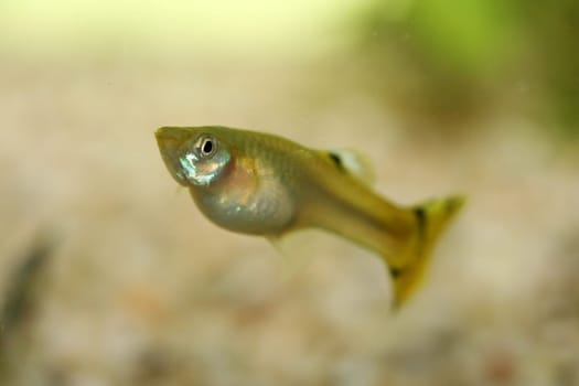 A Female Guppy (Poecilia reticulata), a popular freshwater aquarium fish