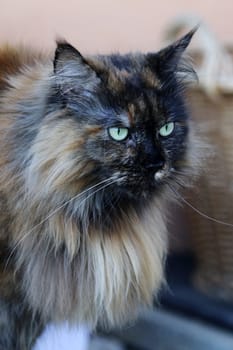 A three-colored female Maine-Coon cat with long fur at the neck