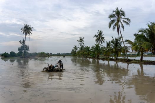 Sungai Udang, Penang/Malaysia - Mar 05 2017: Malays farmer plowing in rice farm.