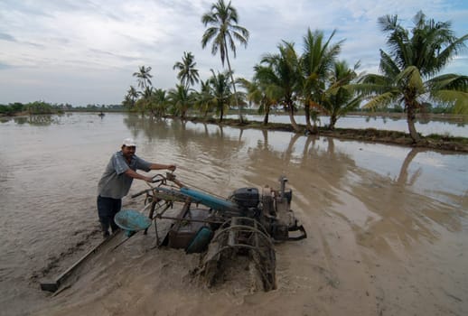 Sungai Udang, Penang/Malaysia - Mar 05 2017: Farmer driving tractor in paddy field during flood season.