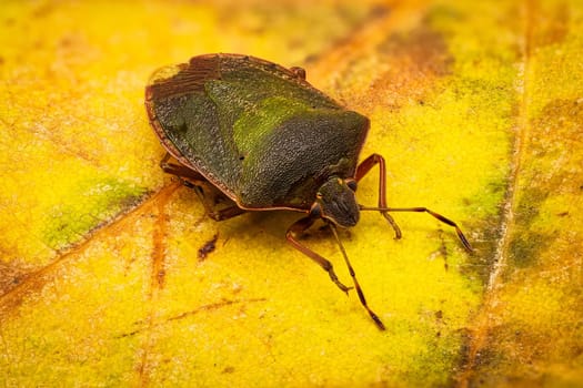 Green Shield Bug, close up of bug on yellow leaf