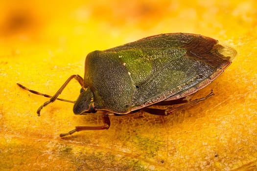 Green Shield Bug, close up of bug on yellow leaf
