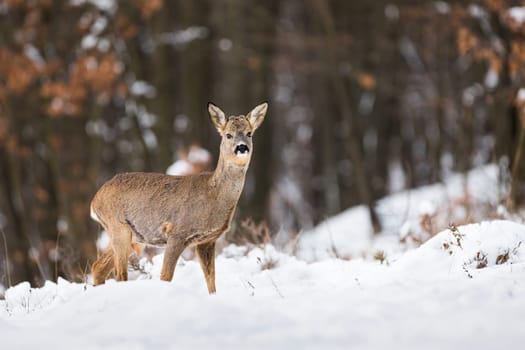 Roe deer, capreolus capreolus, standing in forest in wintertime nature. Roebuck looking on snowy field in winter. Wild mammal watching in white woodland.