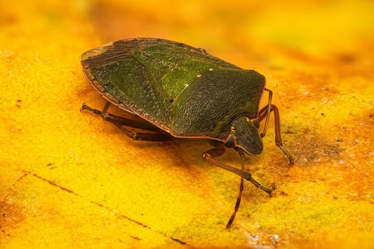 Green Shield Bug, close up of bug on yellow leaf