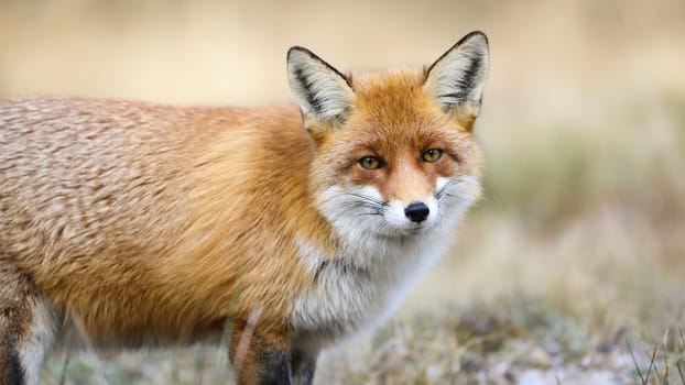 Calm red fox, vulpes vulpes, standing on meadow in winter nature. Wild animal with orange fur looking to the camera on white field. Beautiful beast staring on glade.