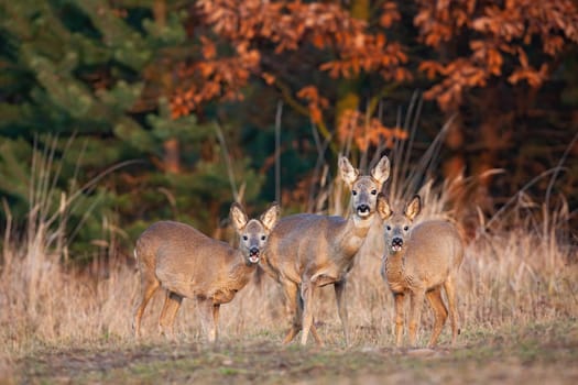 Herd of roe deer, capreolus capreolus, doe standing on dry field in autumn. Three wild female mammals observing on meadow. Brown animals looking to the camera on grassland in fall.