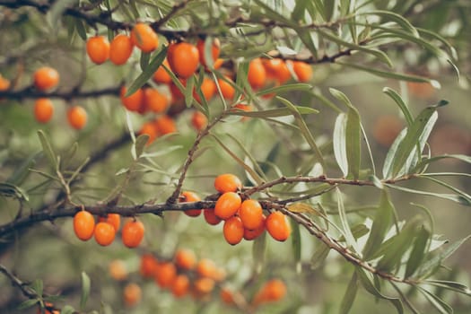 Many sea-buckthorn, hippophae rhamnoides, berries growing on a branch in autumn nature. Bunch of fruits rich in vitamin c on a tree. Twig of shrub with healthy orange seeds.