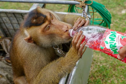 Kota Bahru, Kelantan/Malaysia - Jul 15 2017: Monkey drink bottle packaging of Mirinda.