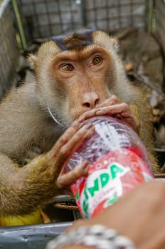 Kota Bahru, Kelantan/Malaysia - Jul 15 2017: Thirsty monkey drink Mirinda juice.