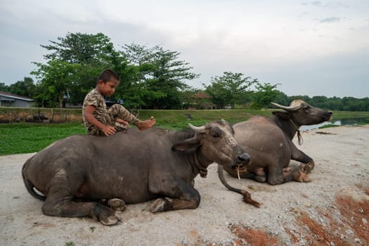 Seberang Perai, Penang/Malaysia - Jun 19 2018: A kid sit on buffalo in rural area.