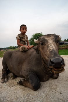Seberang Perai, Penang/Malaysia - Jun 19 2018: A Malays child touch the buffalo.
