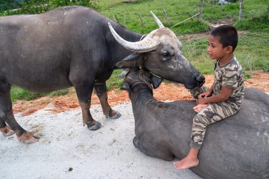 Seberang Perai, Penang/Malaysia - Jun 19 2018: Malays kid sit on buffalo.