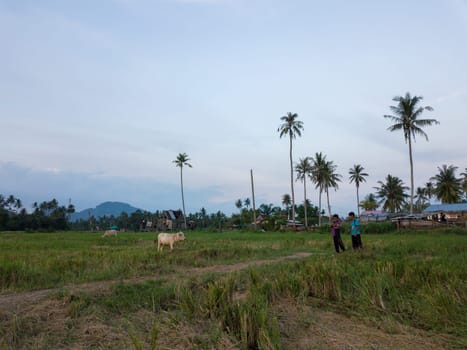 Bukit Mertajam, Penang/Malaysia - Apr 9 2019: Two kampung boys and cattle at paddy field. Background is coconut trees.