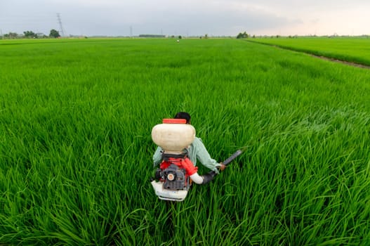 Sekinchan, Selangor/Malaysia - Oct 05 2019: Farmer spray pesticide at paddy field at Sekinchan.