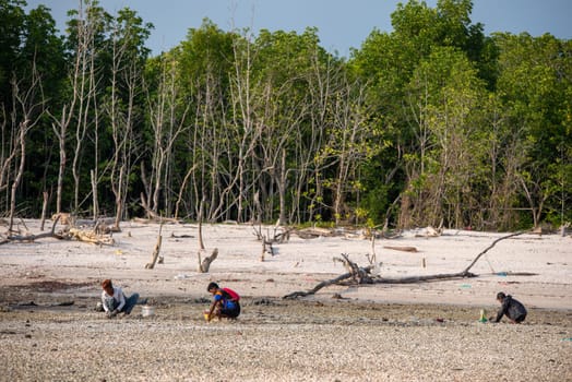 Sekinchan, Selangor/Malaysia - Oct 06 2019: Malaysian dig the clams near coastal.