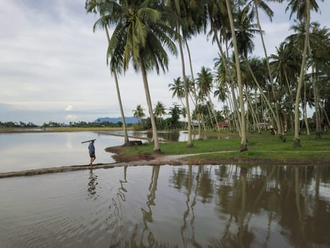 Penaga, Penang/Malaysia - Nov 01 2019: A farmer walk toward coconut farm.