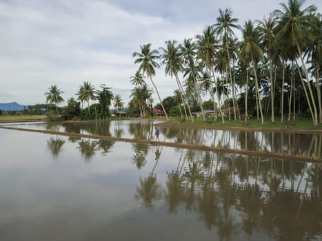 Penaga, Penang/Malaysia - Nov 01 2019: Farmer work at the flooded paddy field with coconut farm as background.