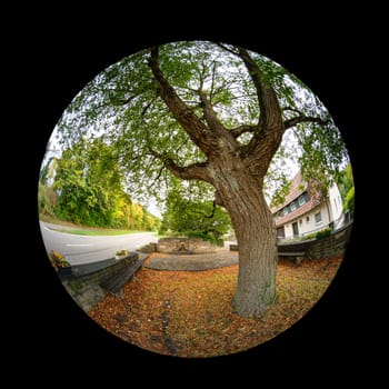 Old linden tree with bark in fish eye effect distortion