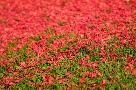 Red maple leaves on green meadow plant