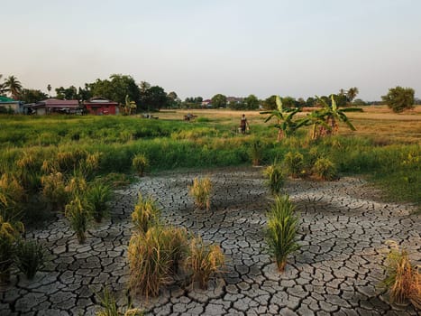 Bukit Merajam, Penang/Malaysia - Mar 02 2020: Rice field dried out.