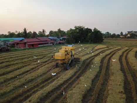 Bukit Merajam, Penang/Malaysia - Mar 02 2020: Aerial view cranes beside harvester in paddy field.