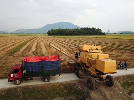 Bukit Mertajam, Penang/Malaysia - Mar 07 2020: Harvester pour the rice crop into truck.
