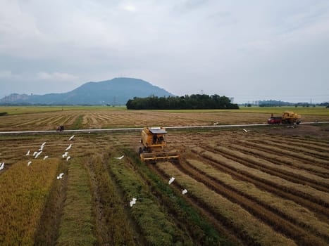 Bukit Mertajam, Penang/Malaysia - Mar 07 2020: Aerial view egret birds follow two harvester in paddy field.