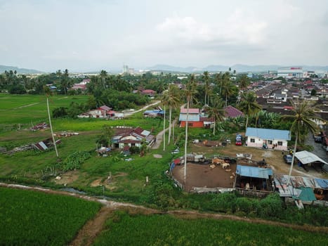 Bukit Mertajam, Penang/Malaysia - Mar 10 2020: Drone Malay rural village with cow farm.