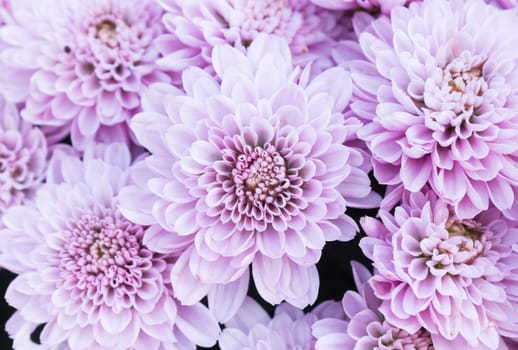 Ligth purple or violet Mum flowers in garden. Beautiful Mum flowers background. Mum flower for design or decoration. Cute Mum flowers ..for love scene.