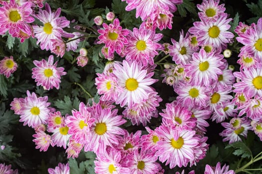 Purple Chrysanthemum Flower with Natural Light on Green Leaves Background on Flatlay View