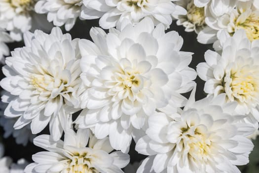 White Chrysanthemum or Mums Flowers in Garden with Natural Light on Top View