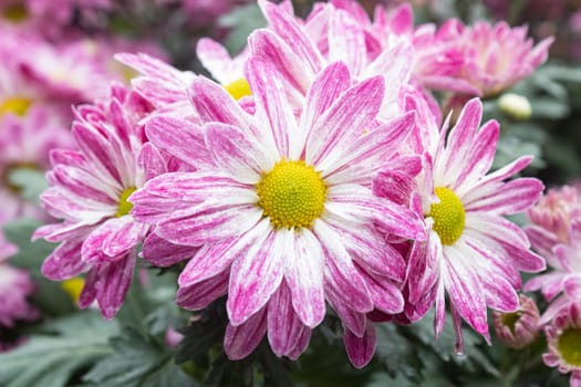 Purple Chrysanthemum Flower and Green Leaves and Water Drop in Garden