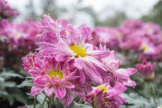Purple Chrysanthemum Flower with Natural Light in Garden and Green Leaves