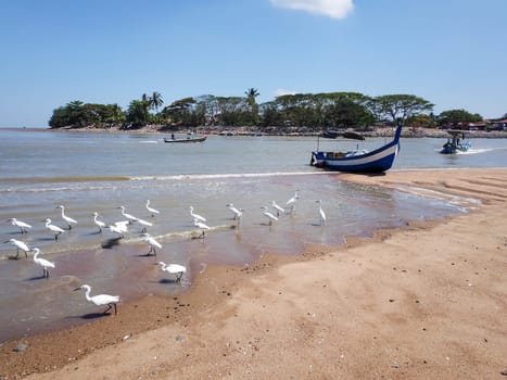 Penaga, Penang/Malaysia - Mar 14 2020: Egrets bird search for food at coastal Kuala Muda.