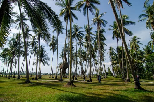 Penaga, Penang/Malaysia - Mar 14 2020: Coconut tree plantation.