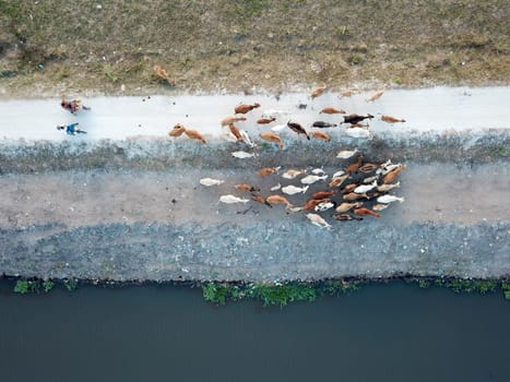Seberang Perai, Penang/Malaysia - Mar 20 2020: Aerial look down cows going back home.