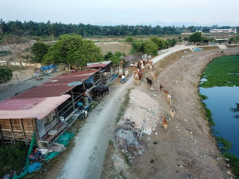 Seberang Perai, Penang/Malaysia - Mar 20 2020: Cows back to cage.