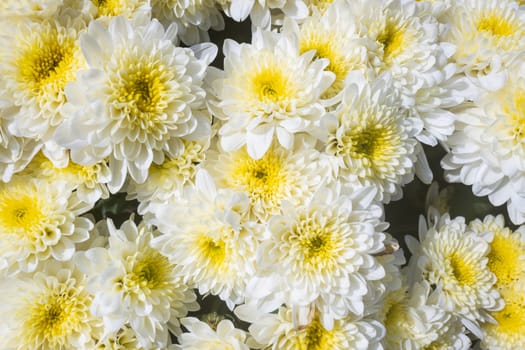 White Chrysanthemum or Mums Flowers in Garden with Natural Light on Flatlay View