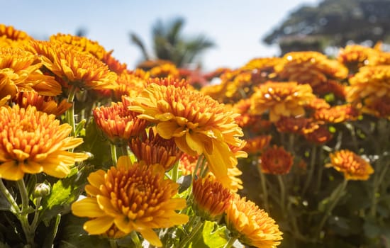 Yellow Orange Chrysanthemum or Mums Flowers in Garden with Natural Light on Left Frame