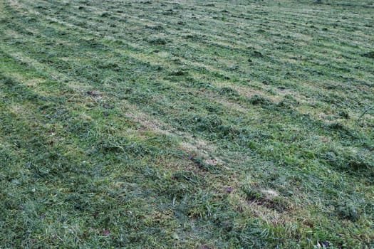 freshly cut grass on the field green background, Natural texture