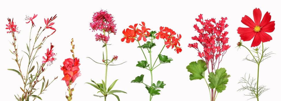 Different purple garden flowers like red bellflowers and geranium, isolated.