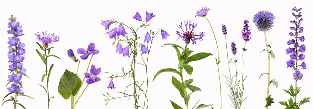 Different purple garden flowers like violets and bellflowers, isolated.