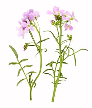 Cuckooflower that can be found on meadows, isolated.