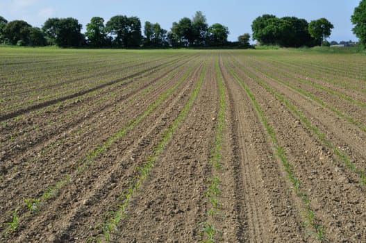 Corn  field in  Spring in Brittany