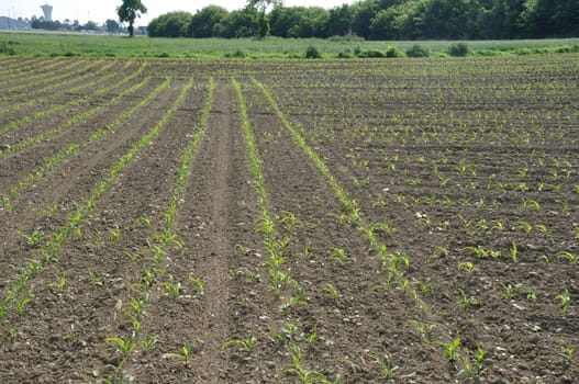 Corn  field in  Spring in Brittany